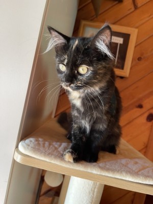 Photo of Ursa