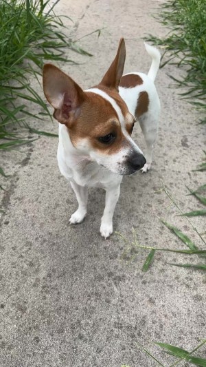 Photo of Buddy
