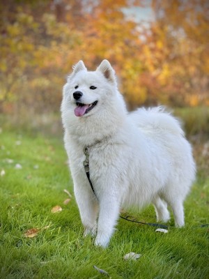 Photo of Violet