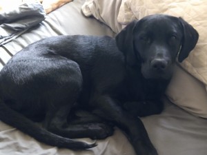 Photo of Pepper