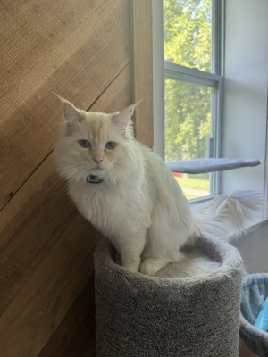 Photo of Ragnar (poncho)
