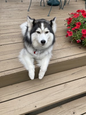 Photo of Athena