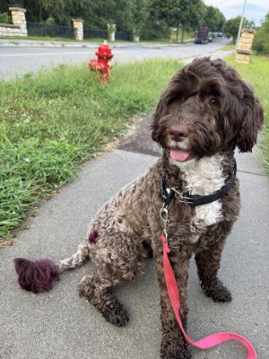 Photo of Bailey