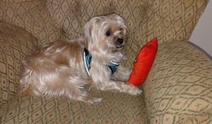 Photo of Lucy