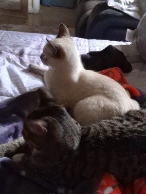 Photo of Misty