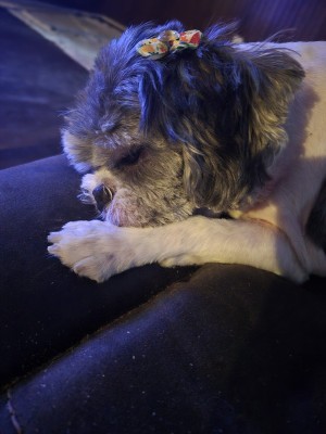 Photo of Tater