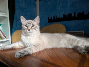 Photo of Muffin