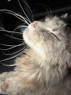 Photo of Geist