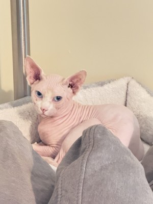 Photo of Romeo