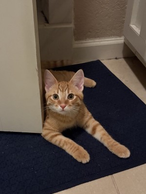 Photo of Oliver