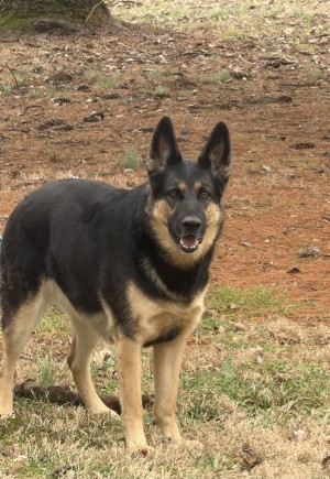 Photo of Ginger