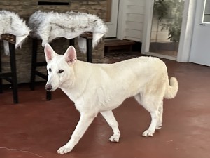 Photo of Luna