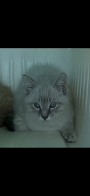 Photo of Simon