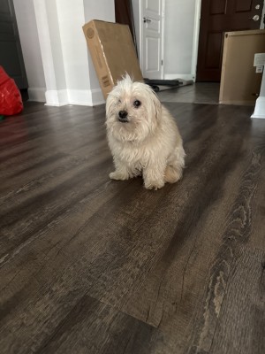 Photo of Bear