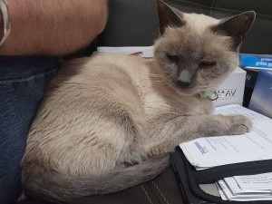 Photo of Luna