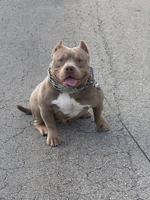 Photo of Simba