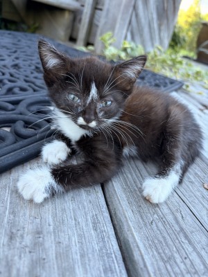 Photo of Bonky