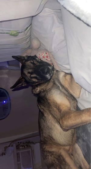 Photo of Max