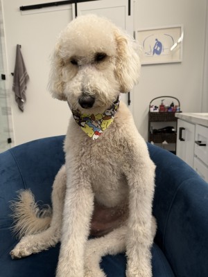Photo of Bella