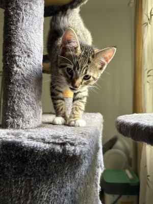 Photo of Loki