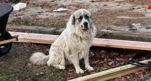 Photo of Duke