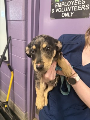 Photo of Louie