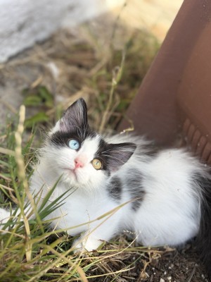 Photo of Mimsy
