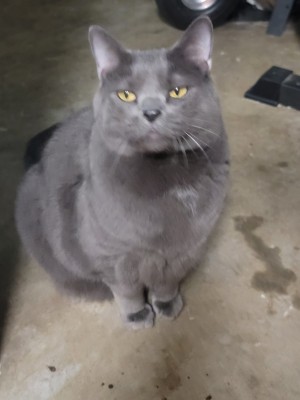 Photo of Chubs
