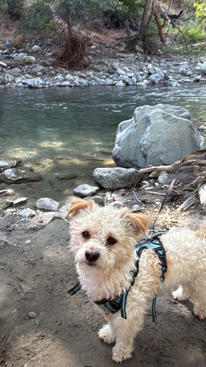 Photo of Teddy