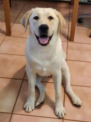 Photo of Pudding