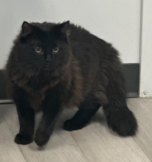 Photo of Gurby
