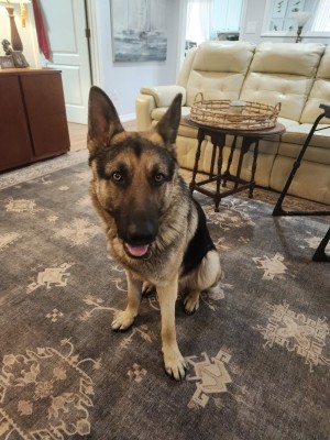 Photo of Samson