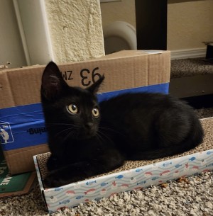 Photo of Jinx