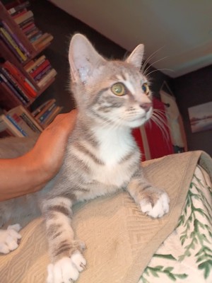 Photo of Grigio