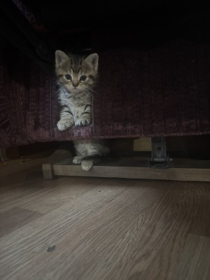 Photo of Kitty