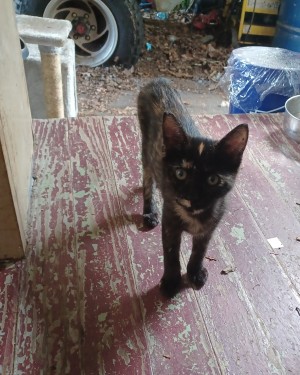 Photo of Marble