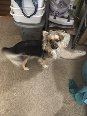 Photo of Rufus