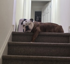 Photo of Bella
