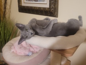 Photo of Bella