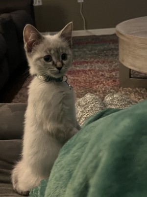 Photo of Clover