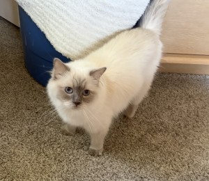 Photo of Sugar