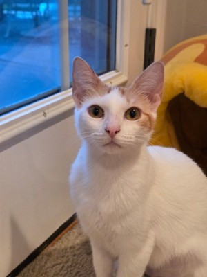 Photo of Mango