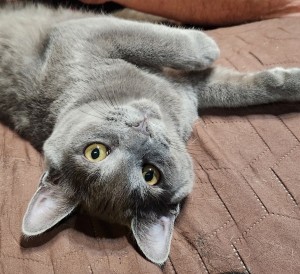 Photo of Graphite