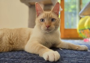 Photo of Lemony Fidget
