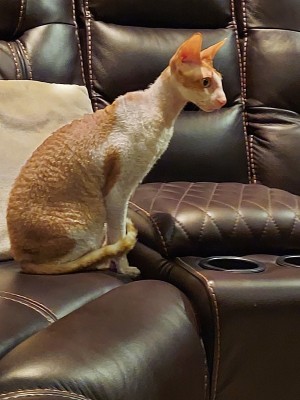 Photo of Toby