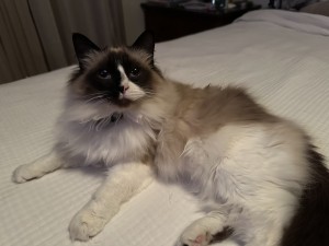 Photo of Serafina/Dobby