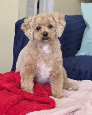 Photo of Cinnamon