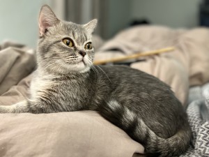 Photo of Gracie