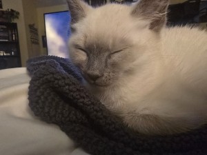 Photo of Boy Kitten- No Name Yet