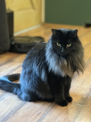 Photo of Salem
